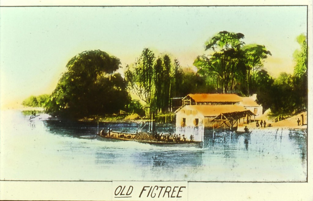 P_Old Figtree