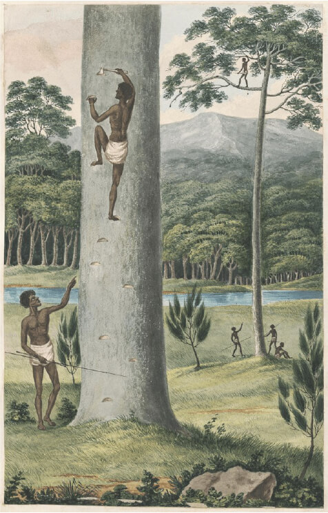 The use of a hatchet to create footsteps in Joseph Lycett’s c.1817 Aborigine Climbing a Tree .