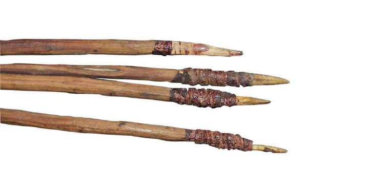 Four-pronged Fishing Spear (Fizz-gig), housed in the Australian Museum.