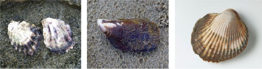 Sydney Rock Oyster (left), Hairy Mussel (middle), Sydney Cockle (right).